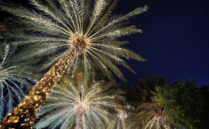 The Island Awakes 1 Ibiza Christmas E